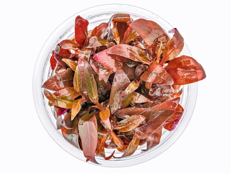 Rotes mini Papageienblatt - Alternanthera reineckii mini in vitro